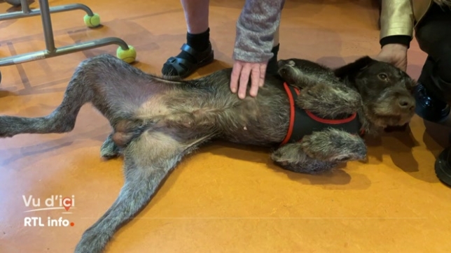 C'est la belle histoire du jour. Le chien Kypso a quitté le refuge l'Étoile de Bonté, destination la maison de repos  Joli Bois , à Colfontaine, où il va être couvert d'attention et d'amour par les résidents et les membres du personnel.