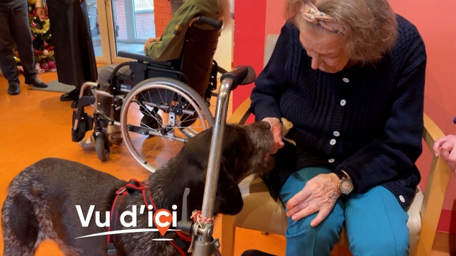 "C'est une crème de toutou": Kipso est le nouveau pensionnaire de cette maison de repos