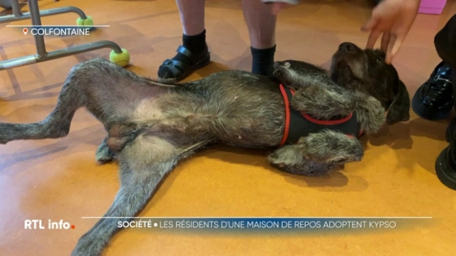C'est la belle histoire du jour. Le chien Kypso a quitté le refuge l'Étoile de Bonté, destination la maison de repos Joli Bois, à Colfontaine, où il va être couvert d'attention et d'amour par les résidents et les membres du personnel.