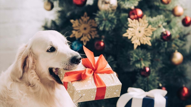 cadeaux chien