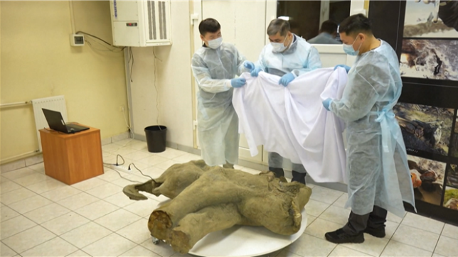 Les restes d'un petit mammouth ont été exposé en Russie. La carcasse de l'animal est dans un rare état de conservation, les scientifiques parlent d'un état de préservation exceptionnel.