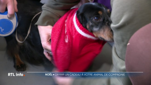 Les propriétaires d'animaux de compagnie offrent de plus en plus de cadeaux de Noël à leur chat ou leur chien. Il peut s'agir d'une peluche, d'un collier, de friandises, ou d'un pull de Noël.