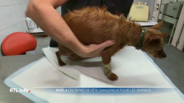 Ces fêtes de fin d'année ne sont pas de tout repos, y compris pour nos animaux exposés à de nombreux risques. Aliments interdits, plantes, jouets ou décos, les dangers sont multiples et parfois fatals; rappel des conseils de sécurité.