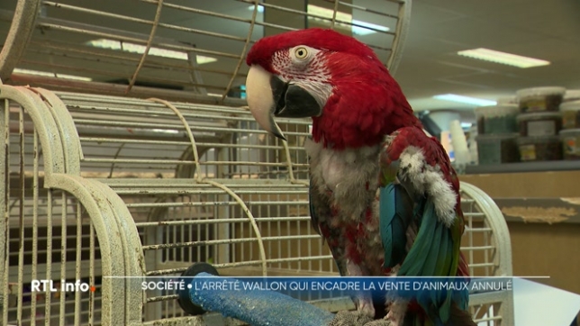 L'arrêté du gouvernement qui fixait les règles pour la vente d'animaux a été annulé par le Conseil d'Etat. Beaucoup de commerces avaient cessé d'en vendre, car les conditions étaient trop strictes. Qu'est-ce qui va changer ? Va-t-on mettre en place de nouvelles règles ?