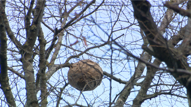 Brieuc s'étonne de la présence de nids de frelons actifs de plus en plus tard dans l'année: faut-il s'en inquiéter?