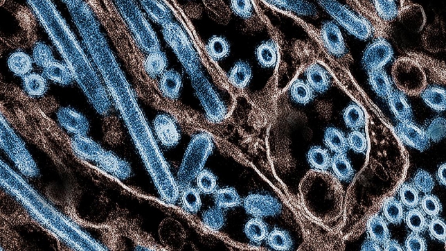 h5n1_grippe_aviaire