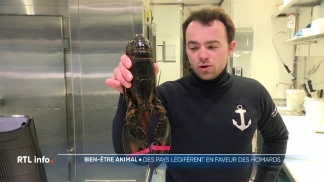 Le homard est très apprécié au menu du réveillon de Nouvel An. On en consomme 4 millions par an en Belgique. Notre pays n'a pas encore légiféré pour éviter sa souffrance quand on l'ébouillante.