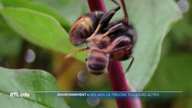 Certains gérants de société de désinsectisation s'étonnent de devoir réaliser ce type d'intervention en plein hiver. Comment l'expliquer ?