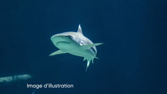 requin