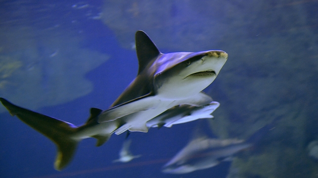 requin