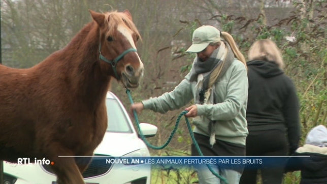 Les animaux, principales victimes des pétards et feux d'artifice