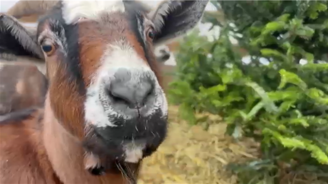 C'est une initiative qui commence à fleurir aux Etats-Unis : donner son vieux sapin de Noël à des chèvres plutôt que de s'en débarasser.
