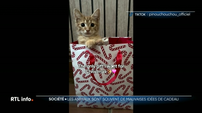 Quelques jours après les fêtes de fin d'année, les refuges pour animaux s'attendent à accueillir de nouveaux pensionnaires. Certains Belges offrent des chiots ou des chatons à leur proches. Mais ce n'est pas forcément une bonne idée.