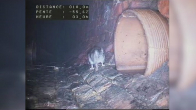 La commune d'Anderlecht fait face à une prolifération de rats dans ses rues, ce qui pousse les autorités à prendre des mesures supplémentaires. Dans les caves ou les espaces publics, des riverains se retrouvent parfois nez à nez avec ces rongeurs, qui sont actuellement présents en nombre. Quelles sont les actions menées tout au long de l'année en région bruxelloise?