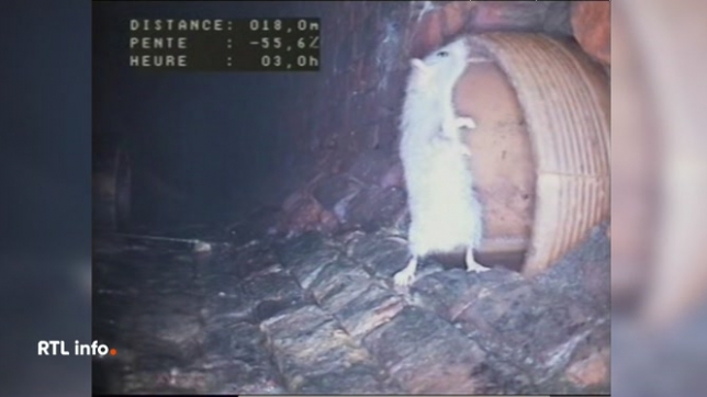 De nombreux habitants du grand Bruxelles se plaignent de la présence accrue de rats. Pourtant, les spécialistes en dératisation ne chôment pas en cette période de l'année. Alors, que faire pour éloigner les rats ? Et quelles sont les obligations des communes en la matière ?