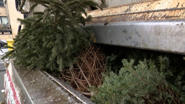 Les fêtes sont terminées, que faire de son sapin de Noël ? Voici comment faire à Bruxelles