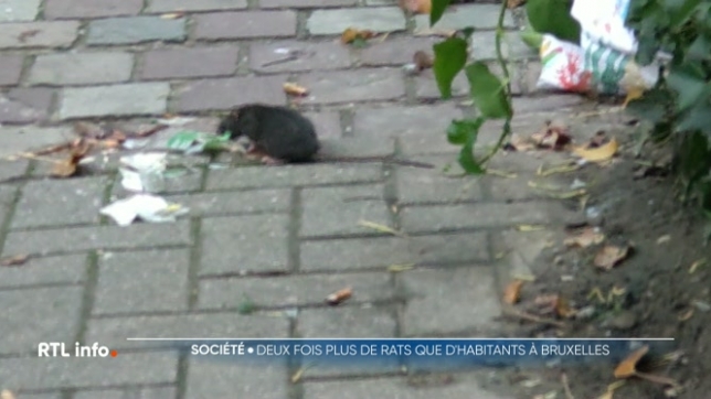 De nombreux habitants du grand Bruxelles se plaignent de la présence accrue de rats. Pourtant, les spécialistes en dératisation ne chôment pas en cette période de l'année. Alors, que faire pour éloigner les rats ? Et quelles sont les obligations des communes en la matière ?