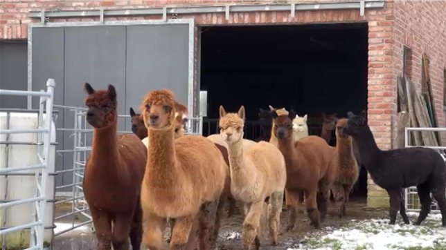 Depuis une dizaine d’années, Carine Radermecker élève des alpagas dans la province de Liège. Passionnée par ces animaux, elle utilise leur laine pour confectionner des accessoires de mode.