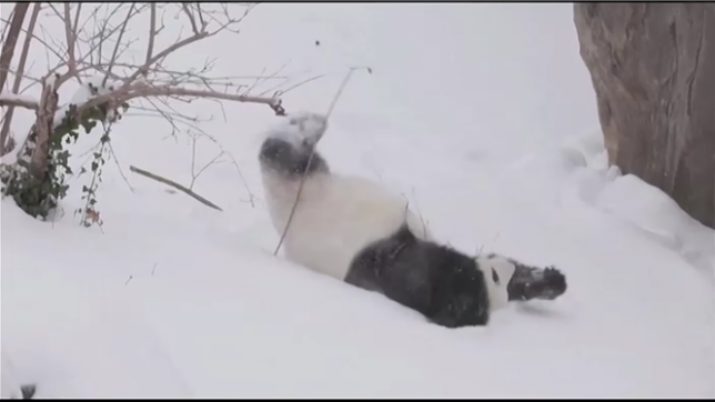 Deux pandas, Bao Li et Qinq Bao, ont gambadé, glissé et roulé dans la neige, offrant un spectacle d'une mignonnerie hors-norme au zoo national Smithsonian de Washington D.C..