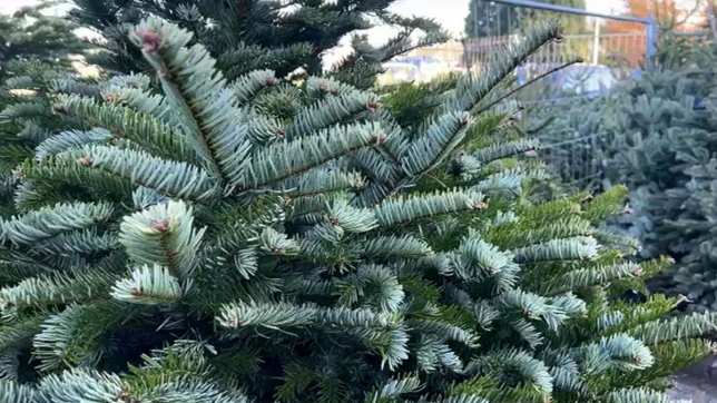 sapins_gand