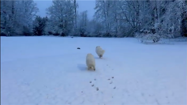 La neige recouvre Florenville d’un manteau blanc