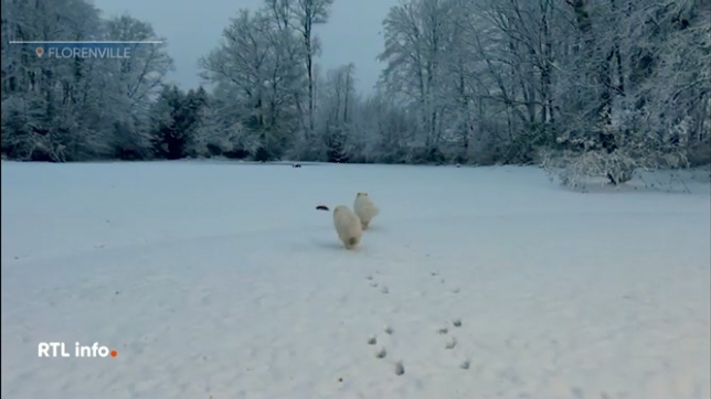 La neige est arrivée en plusieurs endroits du pays, comme ici à Florenville, en province de Luxembourg, mais aussi en province de Liège, à Faymonville, près de Malmedy, ou encore en province de Hainaut. Une alerte jaune aux conditions glissantes a été émise sur la quasi totalité du pays.
