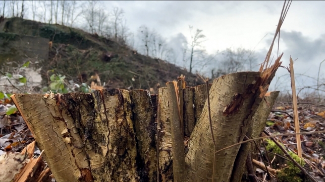 arbre_abattu