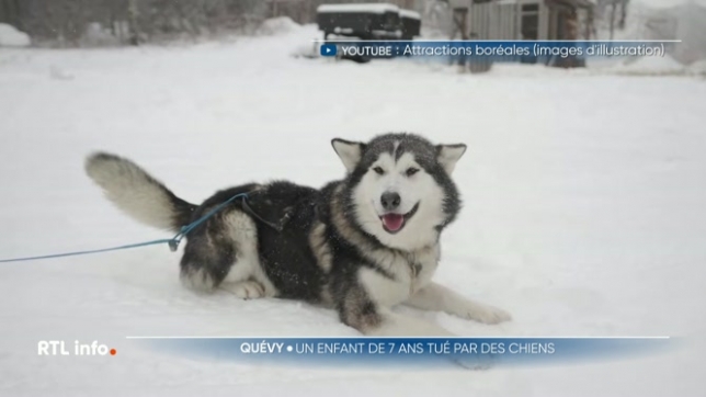 Un enfant de 7 ans est décédé après avoir été attaqué par les chiens de l'élevage familial. Il était en train de nourrir les animaux avec sa maman lorsque ceux-ci se sont jetés sur lui.