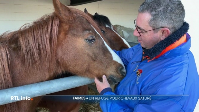La vie est régulièrement compliquée dans les refuges pour animaux. A Viemme, dans la commune de Faimes, la section équestre du refuge Animal Sans toit est saturée. Les nombreux chevaux hébergés ont souvent été abandonnés par leurs propriétaires en raison de problèmes financiers.