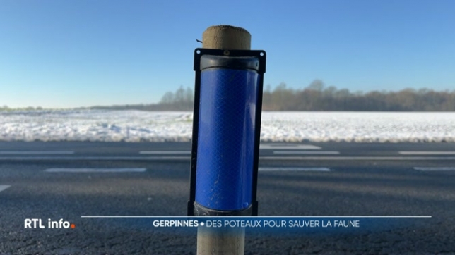 La commune de Gerpinnes a installé des piquets spéciaux le long de certaines routes. Ils sont munis d'un panneau bleu réfléchissant qui alerte visuellement le gibier et l'incite ainsi à ne pas traverser la route lors de l'arrivée d'un véhicule.