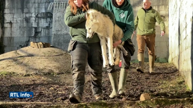 Cinq louveteaux, rescapés d'un trafic illégal, quittent le parc Forestia pour un refuge spécialisé en Bretagne. Ce transfert délicat mobilise vétérinaires et soigneurs, offrant aux animaux une nouvelle vie dans un environnement adapté à leurs besoins.