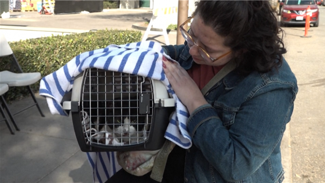 Les propriétaires et leurs animaux sont réunis grâce à l'ONG Pasadena Humane, qui a recueilli plus de 500 animaux lorsque les incendies ont éclaté dans la région de Los Angeles le 6 janvier.
