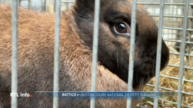 À Battice, ce week-end, plus de 2700 petits animaux, tels que des lapins, pigeons et poules, ont été jugés lors d’un concours passionnant d’élevage, avec des critères stricts.