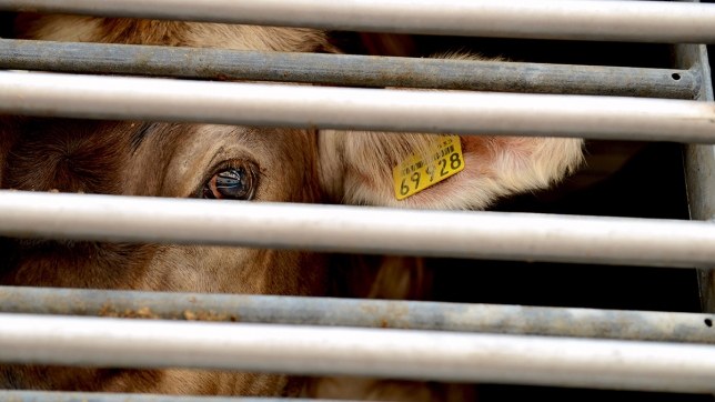 adobestock_217745520