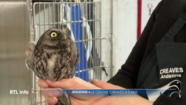 Il recueille et soigne les animaux sauvages trouvés dans la nature. Le Creaves d'Andenne a déjà recueilli 12.000 animaux et existe grâce à ses bénévoles.