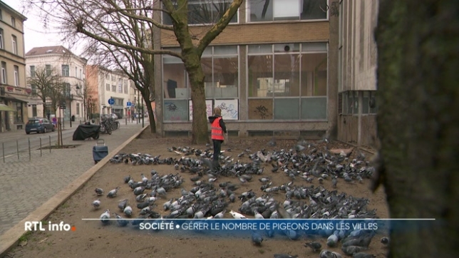 Lles pigeons sont de plus en plus nombreux dans nos villes. Avec souvent pas mal de nuisances. Différentes techniques ont été mises en place pour les gérer. Et parmi celles-ci, l'une d'elles consiste à les nourrir avec des graines contraceptives.
