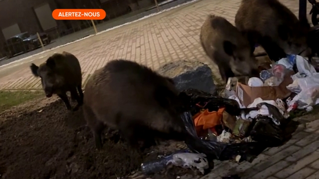 sangliers_alertez-nous