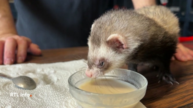 À Erquelinnes, un refuge pour furets a soigné 1500 animaux grâce aux bénévoles. Cependant, sa situation financière est critique et nécessite des soutiens.