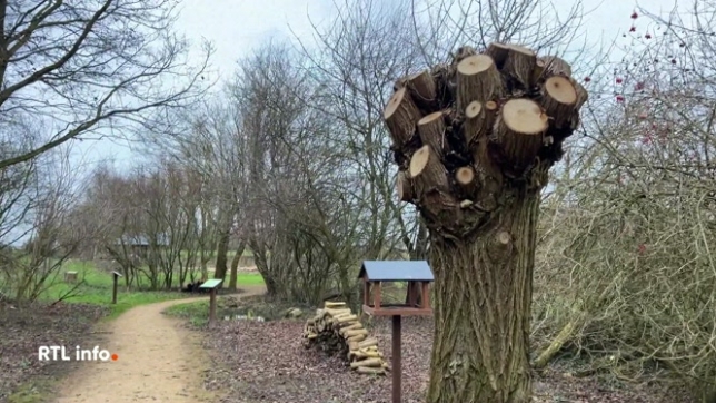 Le Parc naturel Burdinale-Mehaigne propose aux habitants de récolter des perches de saules têtards à replanter, un geste pour la biodiversité, valable pour Wanze, Burdinne, Braives et Héron.