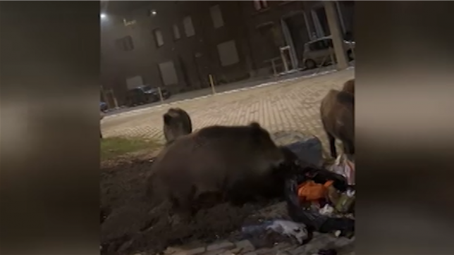 Un Damrémois s’inquiète de la présence de sangliers autour du terril de son quartier. Les populations de sangliers ont effectivement beaucoup augmenté ces dernières décennies. Pour enrayer cette expansion, la Wallonie prévoit différentes mesures de régulation.