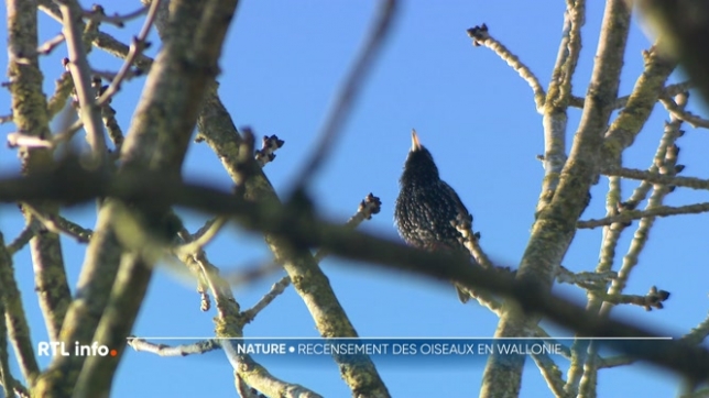 Le premier week-end de février, vous êtes invités à regarder par la fenêtre ou à lever les yeux au ciel. Natagora a besoin de vos infos précieuses pour mieux protéger les oiseaux. Mais comment distinguer les espèces ?