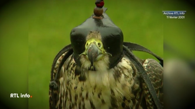 L'oiseau avait été capturé volontairement par l'Institut Royal des Sciences naturelles. Soigné et nourri, le faucon pèlerin avait été relâché afin de reprendre sa route vers l'Europe du nord.