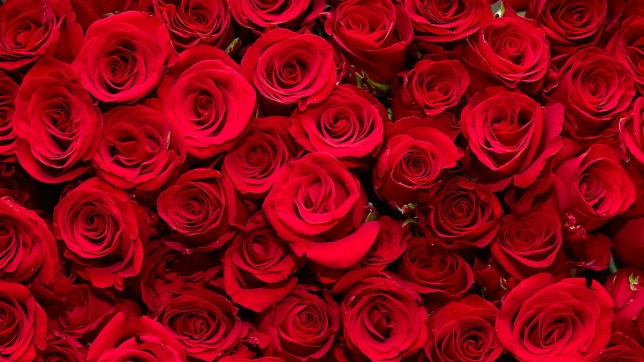 Pas de fleurs pour la Saint-Valentin ? L'arrivée des roses compromise par la manifestation nationale