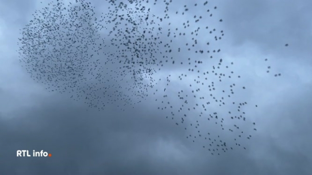 A Frameries, des milliers d'étourneaux ont pris place dans un arbre dans un quartier résidentiel. Ils entraînent énormément de nuisances pour les habitants, notamment à cause de leurs déjections très corrosives.