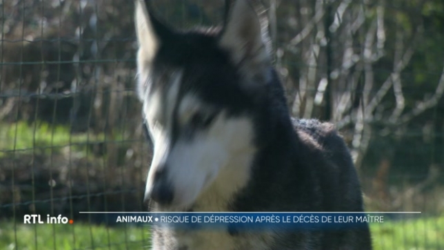 On sait combien perdre un animal est douloureux mais l'inverse est aussi vrai. Lilly, un husky de 13 ans est inconsolable depuis qu'il a perdu son maître en août dernier. Elle est complètement désorientée. Comment soigner le deuil d'un animal ?