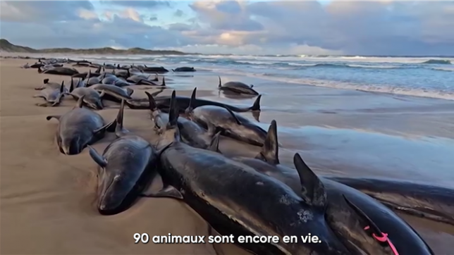 Des agents de protection de l'environnement commencent mercredi à euthanasier 90 fausses orques échouées sur une plage de Tasmanie, en Australie, ont-ils annoncé après l'échec de tentatives de remise à l'eau.