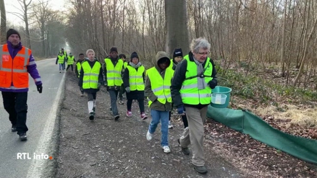 Les amphibiens ont entamé leur migration vers leurs lieux de reproduction. Pour les protéger, des volontaires interviennent sur 330 sites en Wallonie et à Bruxelles, installant des barrages le long des routes et menant des actions de sensibilisation auprès des écoles.