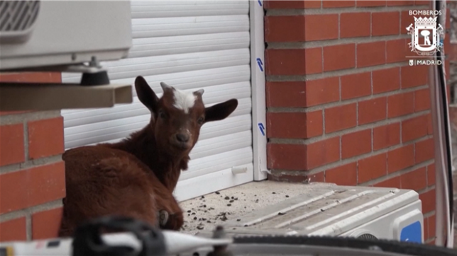 Sauvetage d'une chèvre coincée au 5e étage en Espagne.