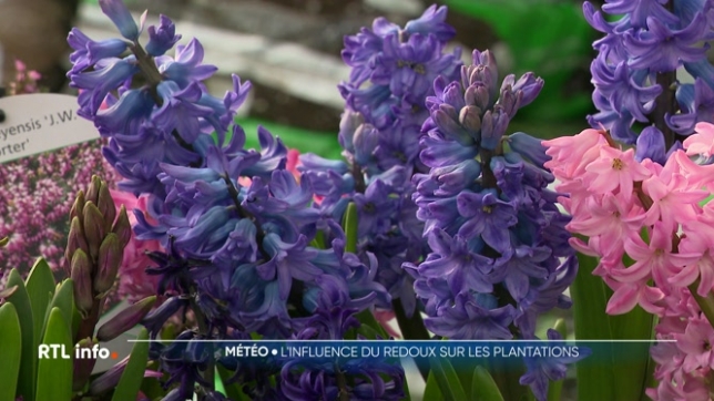 Cette journée douce, avec des températures atteignant 19 degrés, donne des airs de printemps et incite à retourner dans le jardin. Toutefois, bien que le beau temps soit agréable, il est encore trop tôt pour planter, car le climat n'est pas encore stable.