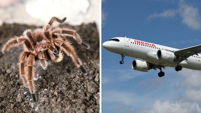 Une araignée à bord de l'avion 